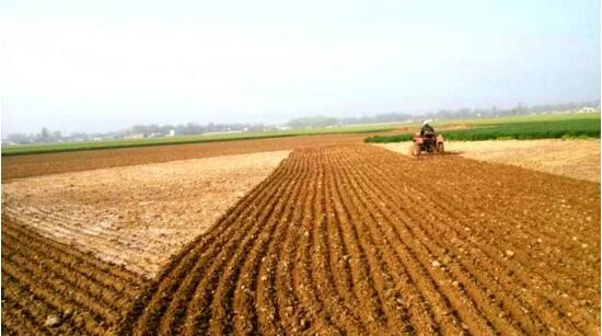 艾草的养殖办法和留意事项，留意7个技巧让你产量暴增