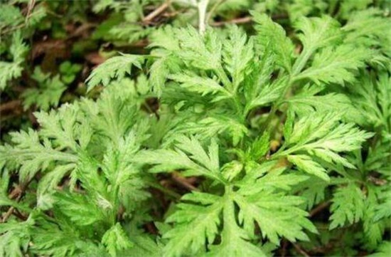 艾草的养殖办法和留意事项，留意7个技巧让你产量暴增