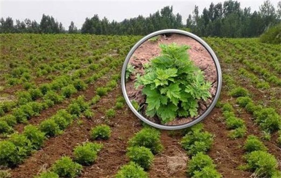 艾草的养殖办法和留意事项，留意7个技巧让你产量暴增