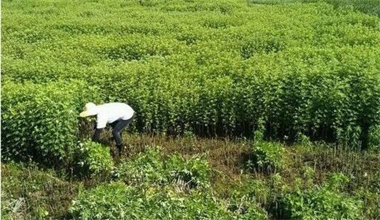 艾草的养殖办法和留意事项，留意7个技巧让你产量暴增