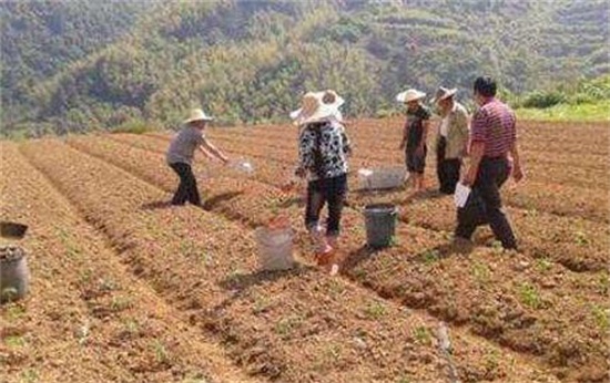 艾草的养殖办法和留意事项，留意7个技巧让你产量暴增