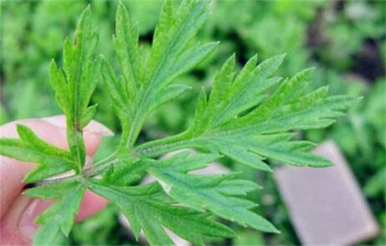 艾草的养殖办法和留意事项，留意7个技巧让你产量暴增