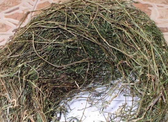 白花蛇舌草的功效：具有抗菌消炎的功效，还可以抗肿瘤