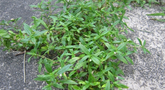 白花蛇舌草的功效：具有抗菌消炎的功效，还可以抗肿瘤