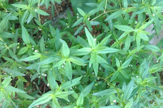 蛇舌草 蛇舌草介绍及传说:蛇舌草能显著增强机体的免疫能力和抗肿瘤作用