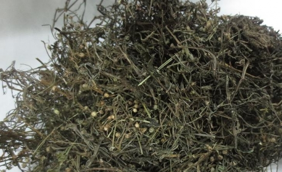 蛇舌草 蛇舌草介绍及传说:蛇舌草能显著增强机体的免疫能力和抗肿瘤作用