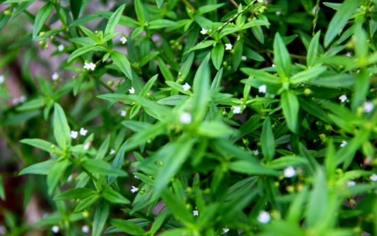 蛇舌草 蛇舌草介绍及传说:蛇舌草能显著增强机体的免疫能力和抗肿瘤作用