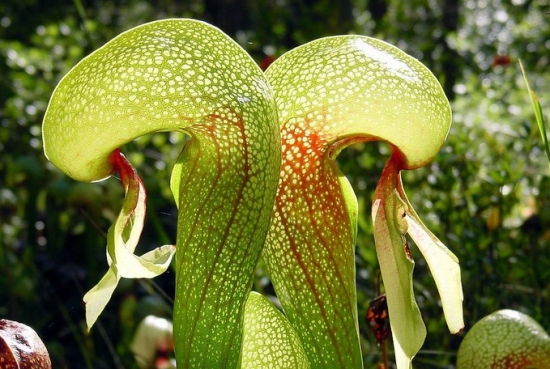 眼镜蛇瓶子草的栽培办法 眼镜蛇瓶子草的栽培办法:眼镜蛇瓶子草耐冷怕热,根部要保持冰凉