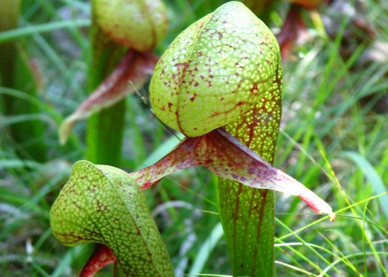 眼镜蛇瓶子草的栽培办法 眼镜蛇瓶子草的栽培办法:眼镜蛇瓶子草耐冷怕热,根部要保持冰凉