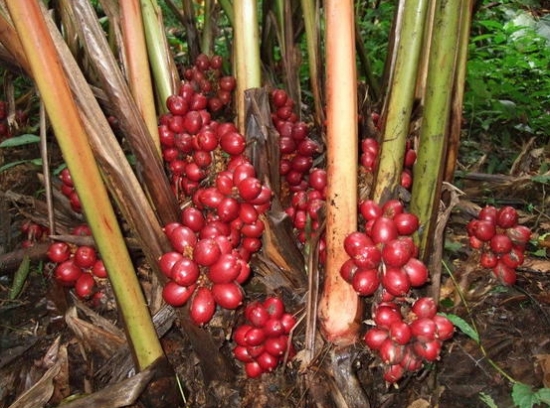草果的栽培办法：种子繁殖以秋播较好，分株在春季新芽萌发实行