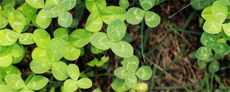 三叶草的养殖办法和留意事项