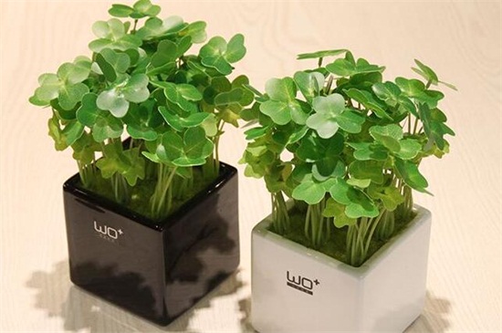 三叶草的养殖办法和留意事项