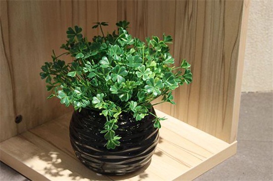 三叶草的养殖办法和留意事项