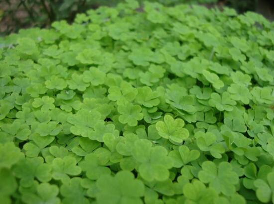 三叶草为何会合拢，实则一种正常的睡眠运动现象