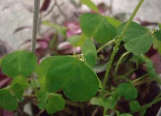 三叶草为何会合拢，实则一种正常的睡眠运动现象