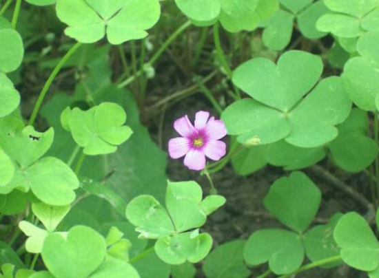 三叶草为何会合拢，实则一种正常的睡眠运动现象