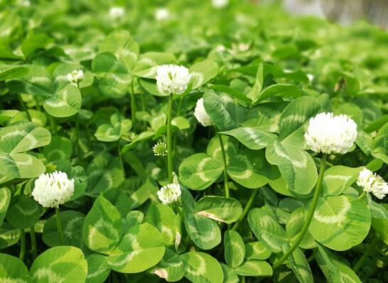 三叶草为何会合拢，实则一种正常的睡眠运动现象