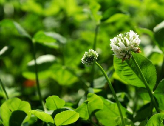 三叶草为何会合拢，实则一种正常的睡眠运动现象