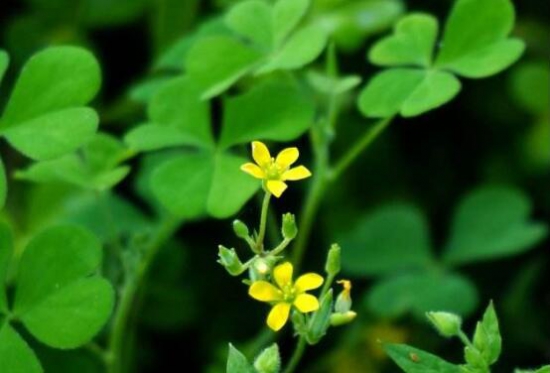 三叶草为何会合拢，实则一种正常的睡眠运动现象