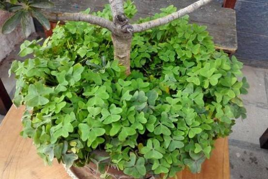 三叶草为何会合拢，实则一种正常的睡眠运动现象