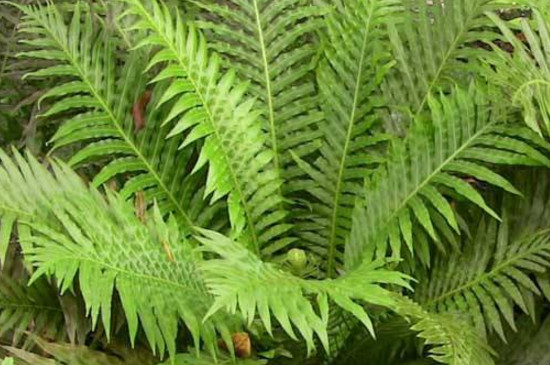 蜈蚣草有多少种