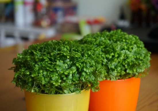 幸福草（麒麟草）的如何养护：切勿将幸福草随便弃之野外