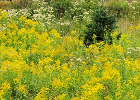 幸福草（麒麟草）的如何养护：切勿将幸福草随便弃之野外