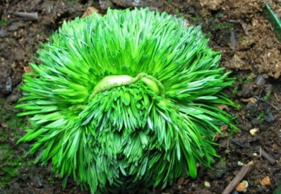 花柱草的介绍（附图）