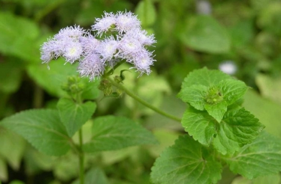 种植香草植物的5个小妙招