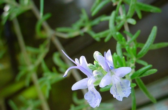 种植香草植物的5个小妙招