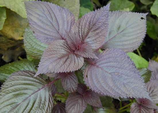 种植香草植物的5个小妙招