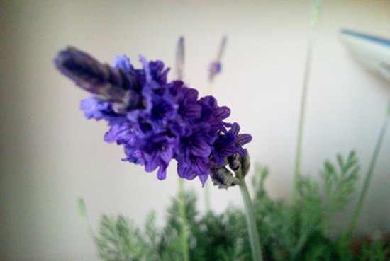 种植香草植物的5个小妙招