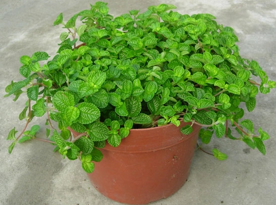 种植香草植物的5个小妙招