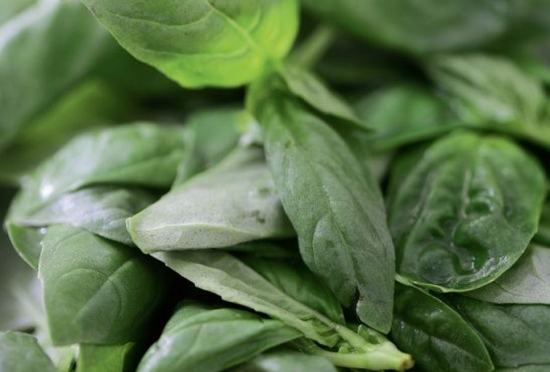 香草的栽培技术：喜凉爽干燥的气候，对土壤要求不严