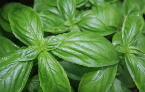 常见的香草种类：常见香草的图文介绍