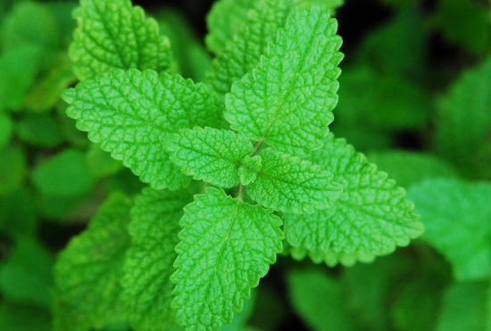 常见的香草种类：常见香草的图文介绍