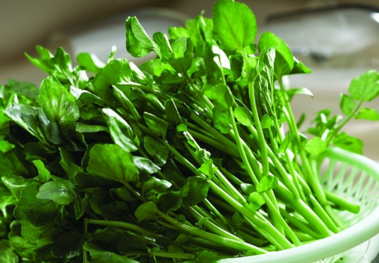 常见的香草种类：常见香草的图文介绍