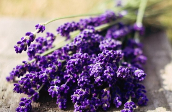 常见的香草种类：常见香草的图文介绍