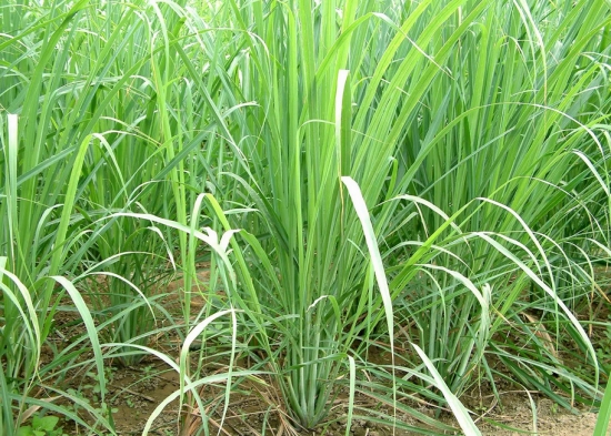 常见的香草种类：常见香草的图文介绍