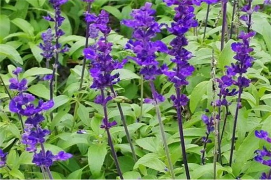蓝花鼠尾草如何养，4个步骤养殖茂盛
