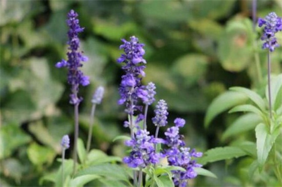 蓝花鼠尾草如何养，4个步骤养殖茂盛