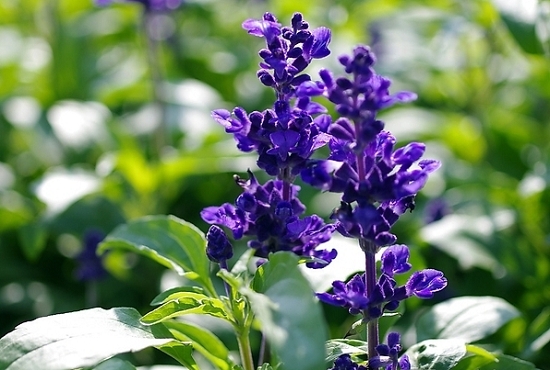 蓝花鼠尾草如何养殖：喜温暖湿润和阳光充足的环境,耐寒