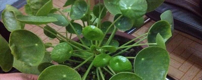 镜面草长虫如何办