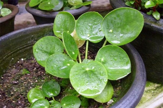 镜面草长虫如何办