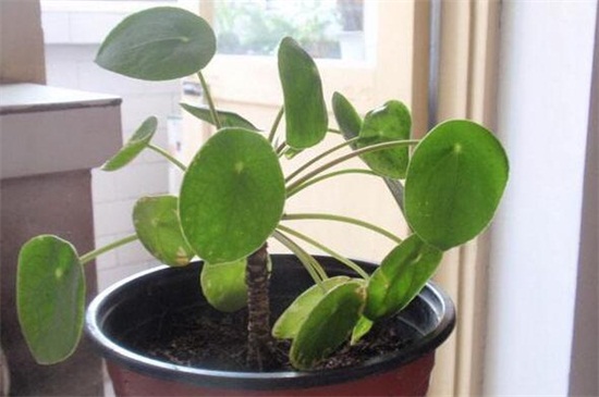 镜面草长虫如何办