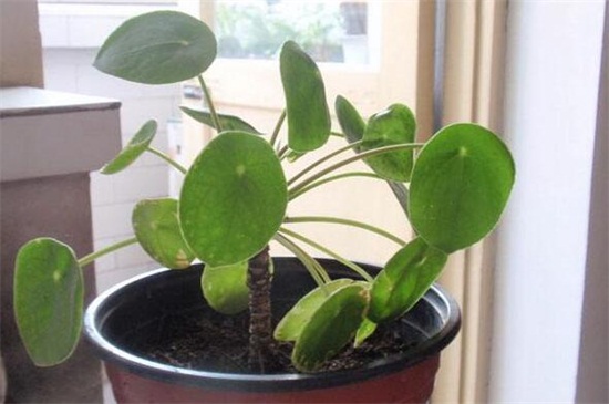 镜面草的养殖办法