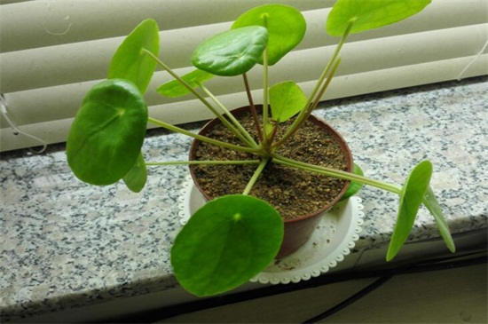 镜面草的养殖办法