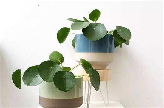 镜面草的养殖办法