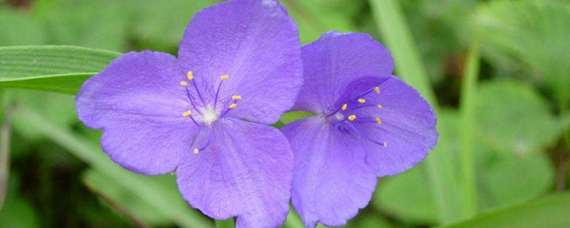 紫露草如何修剪