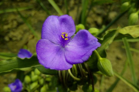 紫露草如何修剪